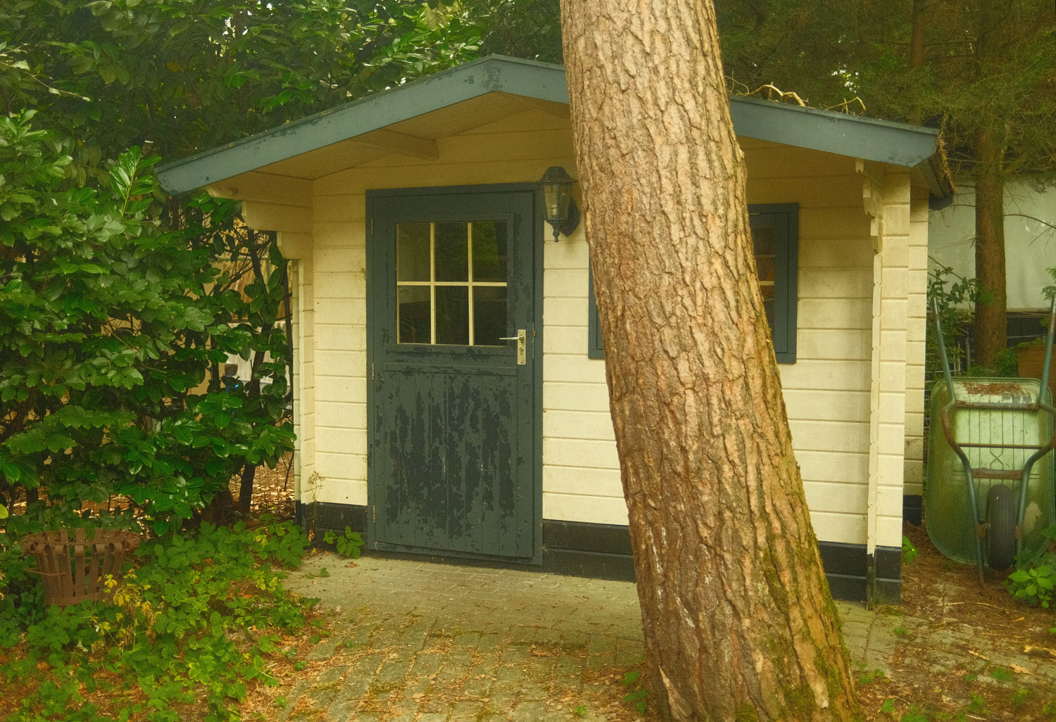 Veluwe, The Netherlands (2025) Fuji X100VI with Summer Sun recipe